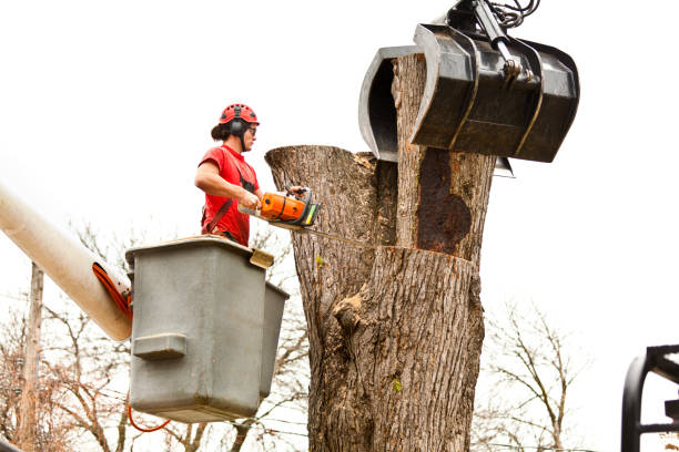 Best Arborist Consultation Services  in Unt Vernon, MO